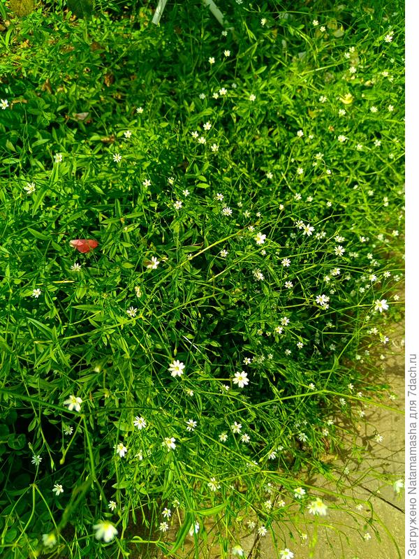 Розы и прочвопокровник