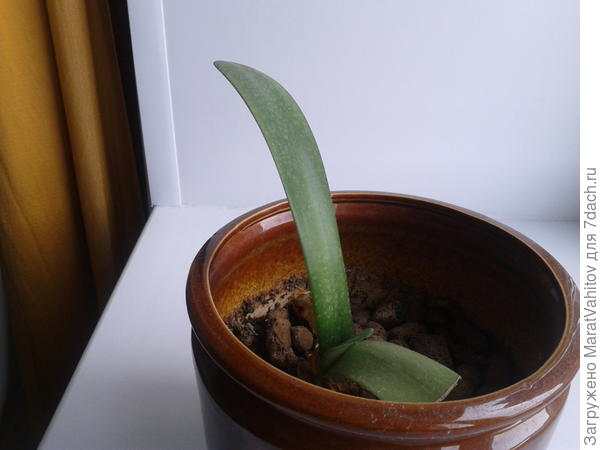 Подскажите пожалуйста, что это за растение?