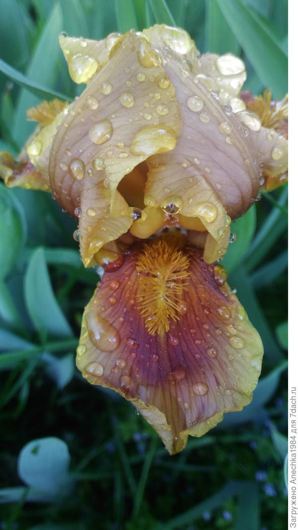 Крошка ирис