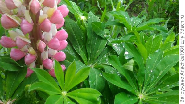 Крошка люпинь...