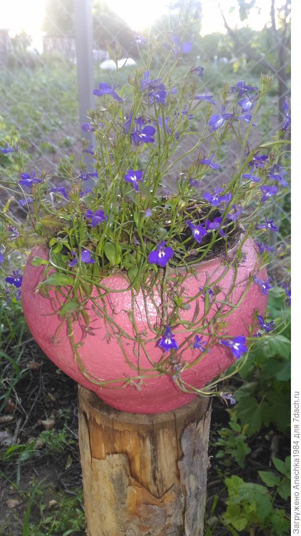 Лобелия в чугунке