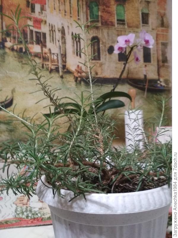 Розмарин ароматный