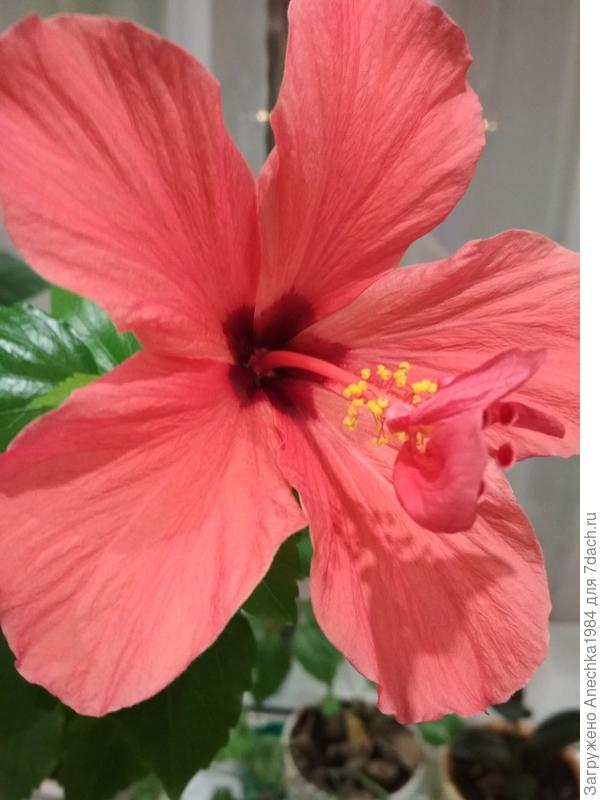 Знойный гибискус