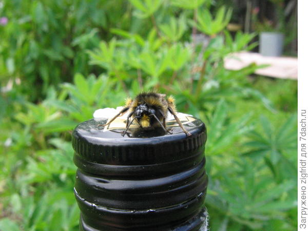 Не совсем пчела. Не совсем цветок. Но, дачное.