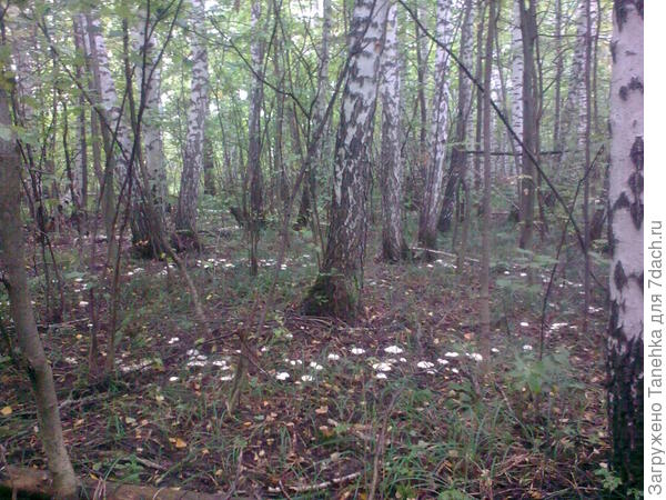Под ними не только подберезовики растут