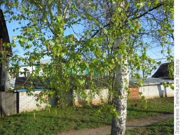 Красавица в весеннем наряде