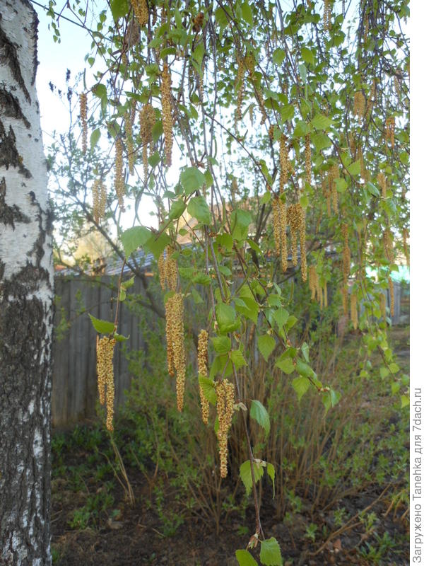 Самые красивые сережки)))