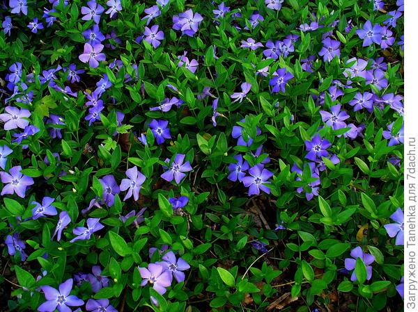 когда цветет особенно  хорош,агрессор еще тот