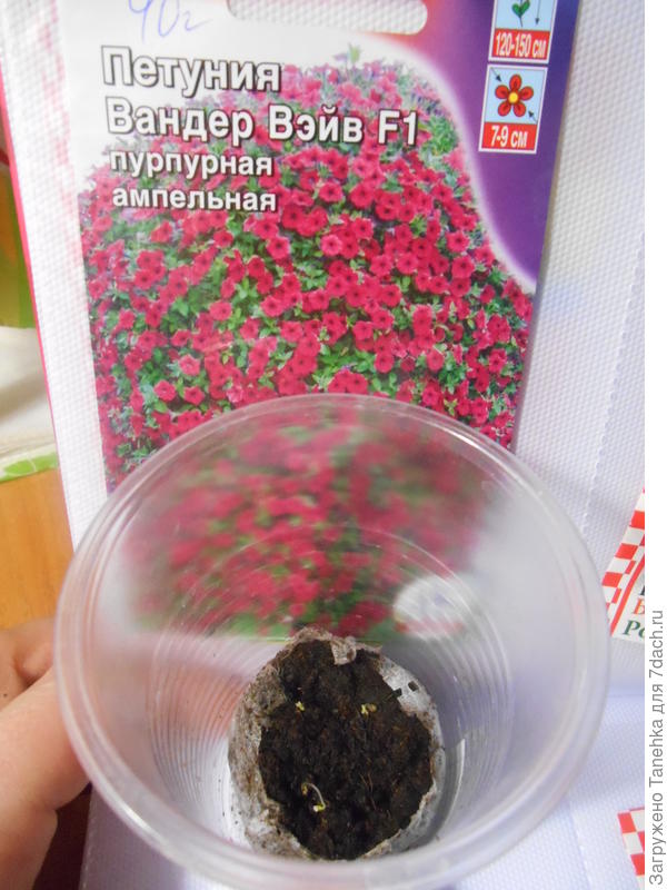 Самые нежные всходы