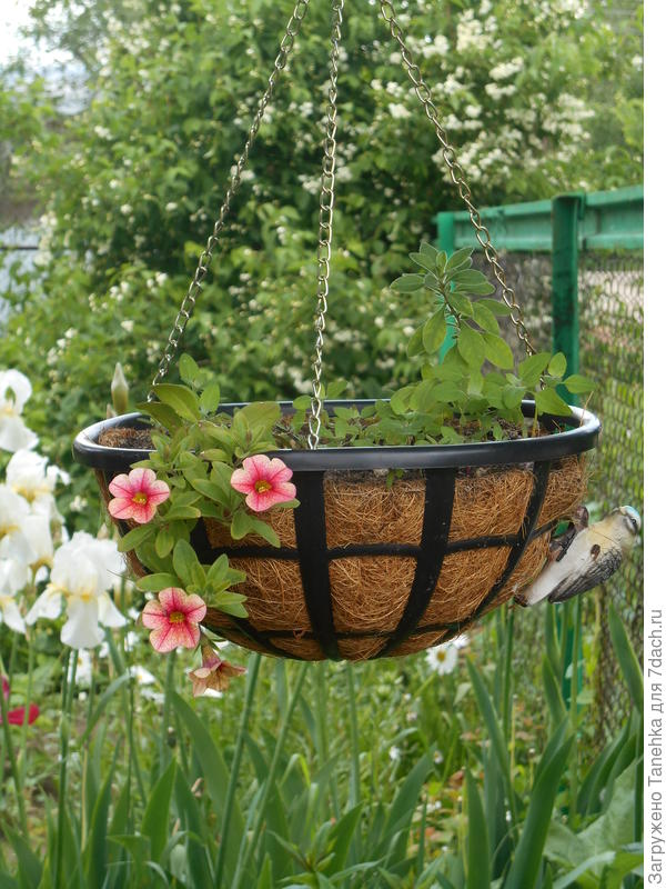 мои прошлогодние малютки