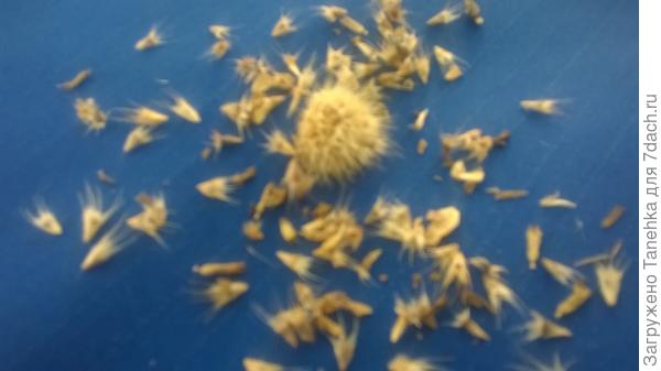 Номер два. А это цветы?