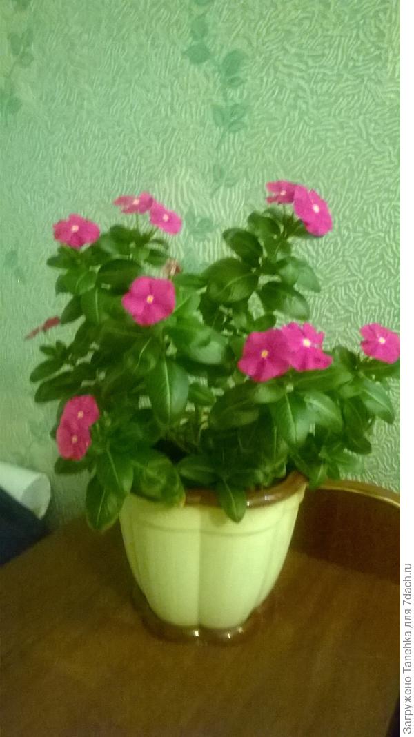 у меня четыре года такой рос