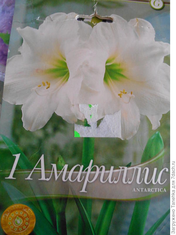То ли амариллис то ли гиппераструм