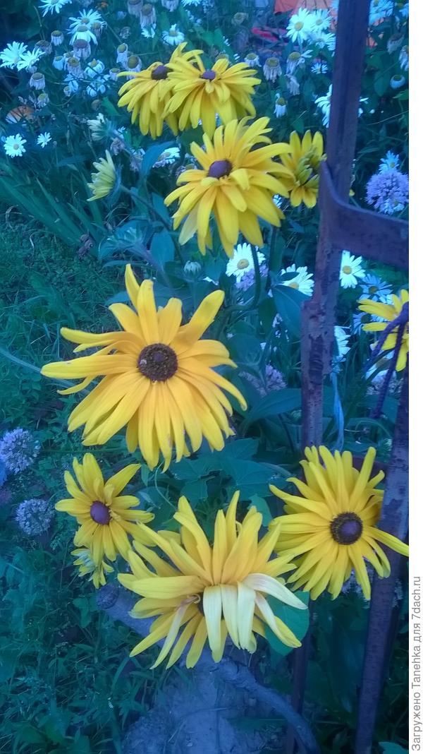 Махровая рудбекия тоже из семян надеюсь перезимует))))