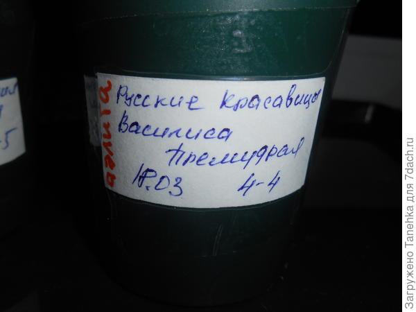 Маркировка Название серии, Название сорта, Дата пикировки, пометка Аэлита, чтоб помнить, что это тестирование, а цифры 4-4 означают, что это четвертая штука из четырех растений этого сорта.