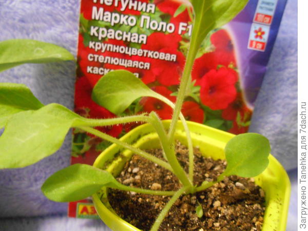 Срез так же ничем не присыпала
