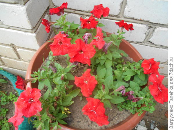 Комплиментуния Винно - красная... Красная, но не винная...