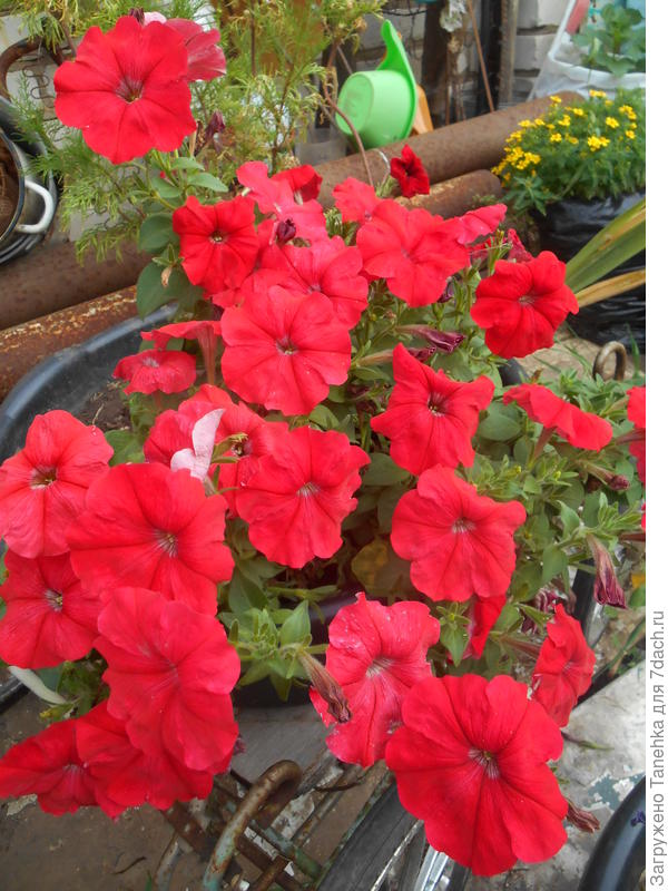 Василиса Премудрая и эфектная