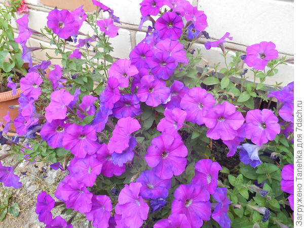 Любимица Лилечка, комплиментуния лиловая как хотите у меня она такая)))