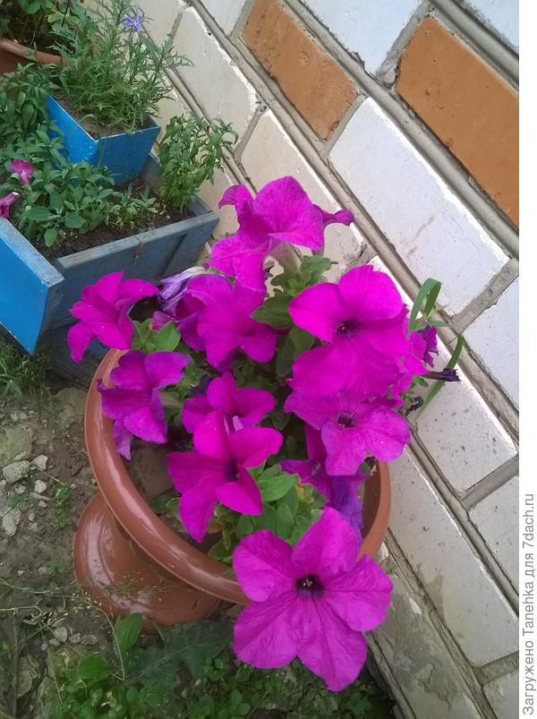 Марко Поло лиловая жалко что  взошла всего одна...