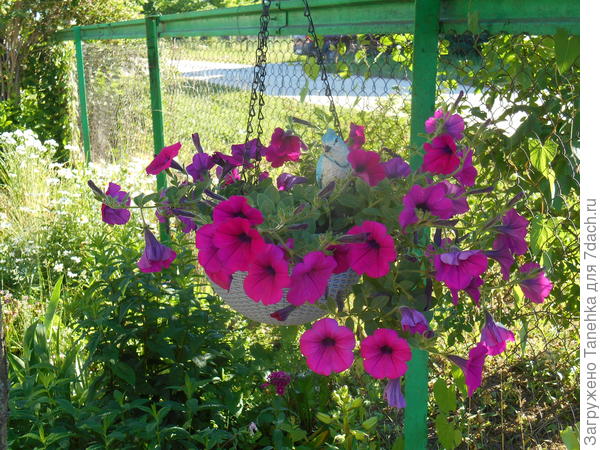 Вандер вейв пурпурная хороший сорт мне понравился