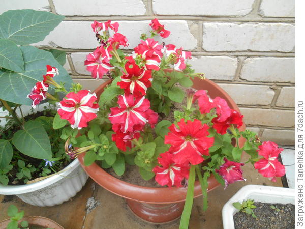 Комплиментуния красно - белая хотя, в большинстве своем розово - белая