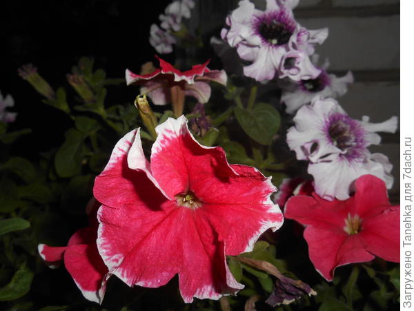 Александра