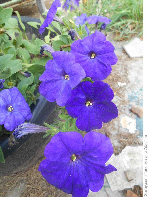 Синеглазка так прекрасна