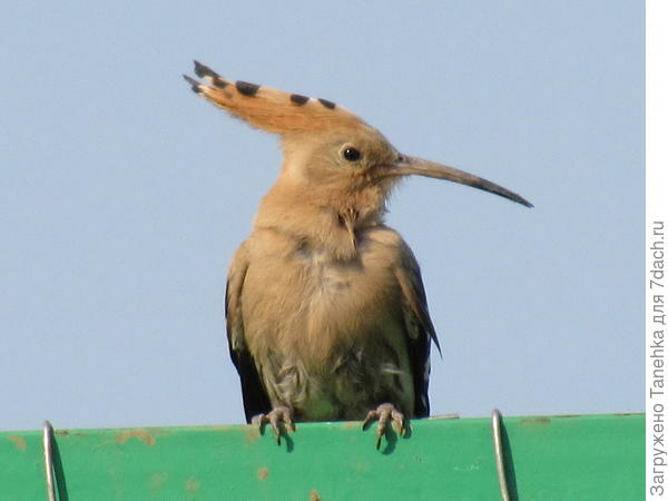 Как думаете это Удод?