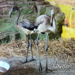 А это фото с сайта зоопарка Лимпопо который приютил двух спасенных птиц