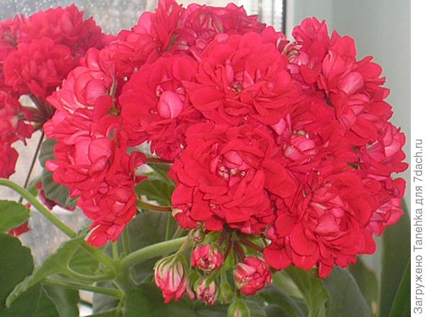 Вам от меня букет из красных &amp;quot;роз&amp;quot;