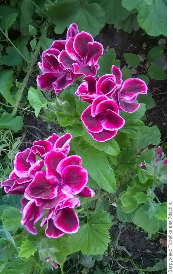 А королевская у меня всю красоту только летом на клумбе показывает. дома цвести не хочет...