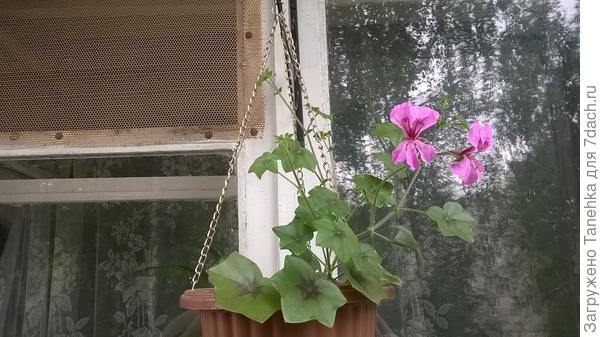 Плющелистную  как то один год сажала, но когда домой забрала она не перезимовала