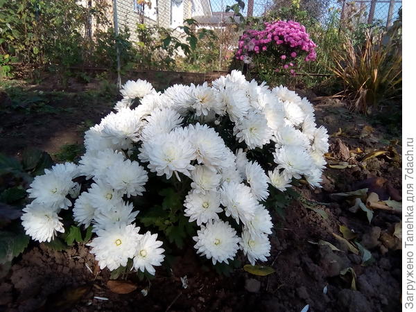 Вот она моя новинка) я назвала ее Снежка))