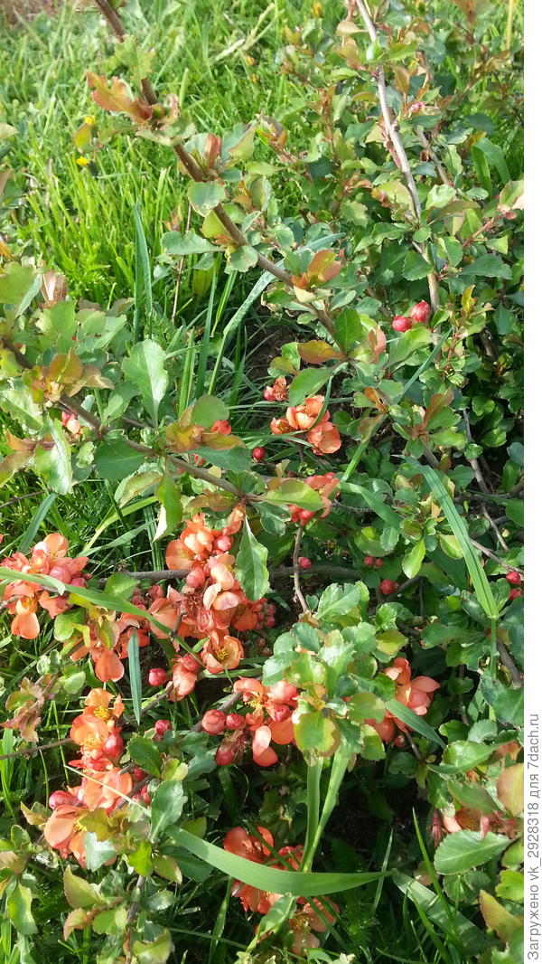 Моя красавица.  Спасибо за Ваш замечательный рассказ