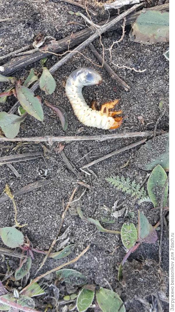 Как опасен для фруктовых деревьев?