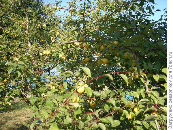 что за растение