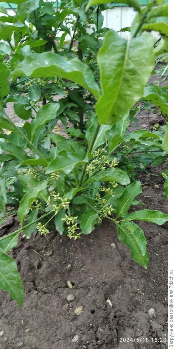 неизвестное растение