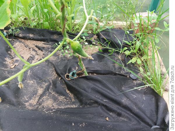 огурец вот такой формы...