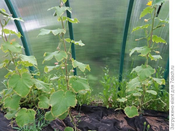 Огурцы я обрезаю - боковые побеги и крупные листы