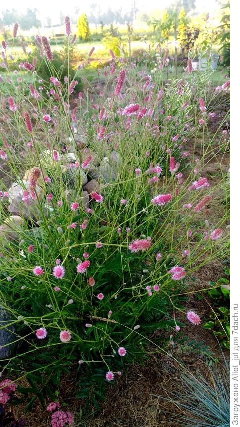 Кровохлёбка