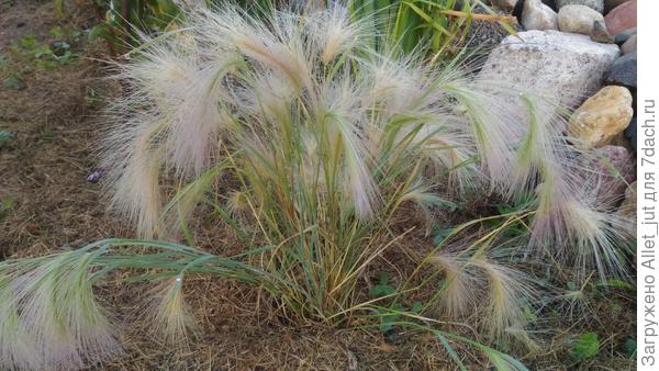 Из пампасного