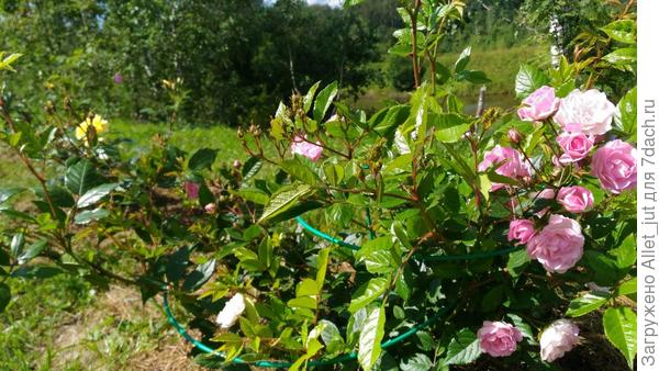 Фрау Ева Шуберт. Пожалуй, надо бы укрыть на зиму.