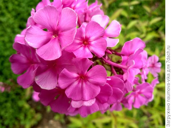 Радовали флоксы.