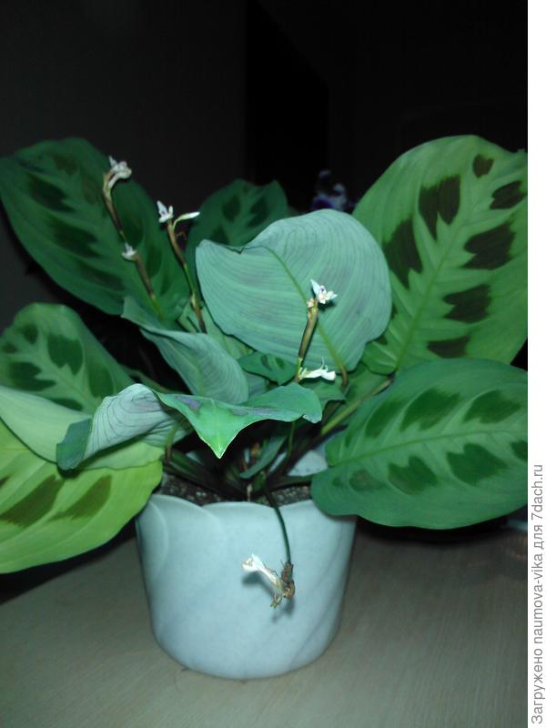 маранта цветет