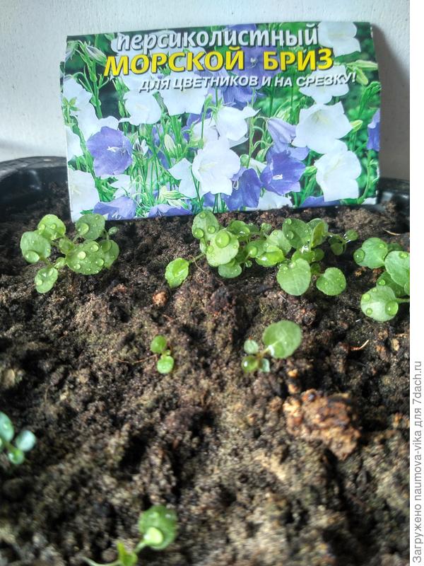 Колокольчики, такая мелочь взошла, думала не выживут - а ничего, растут!!!