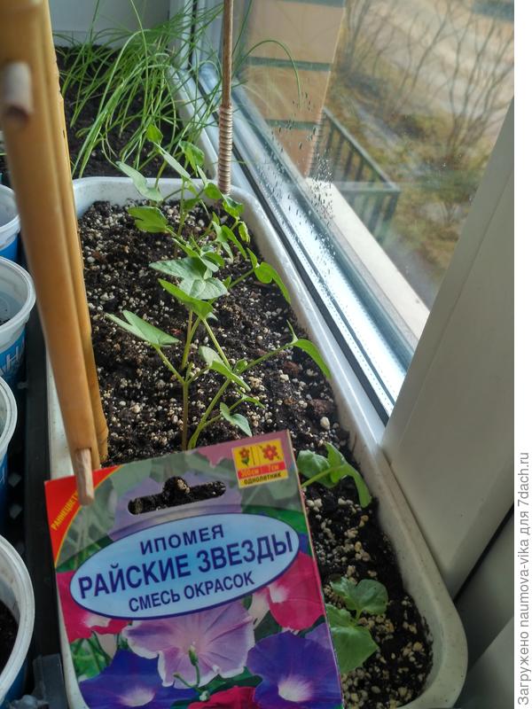 Эту посеяла, жалко выбросить было, семена просрочены ещё в 2017 году, а она взяла и взошла на 100%! Пришлось пересадить в отдельный ящик и опору приспособить...надеюсь, что на дачу повезу ее не трёхметровой))