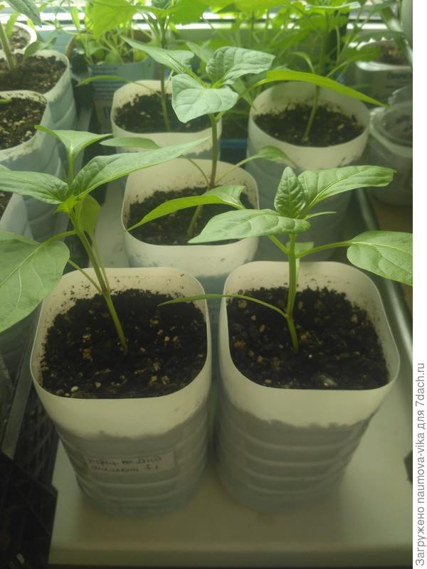 Сейчас такие мои перчики