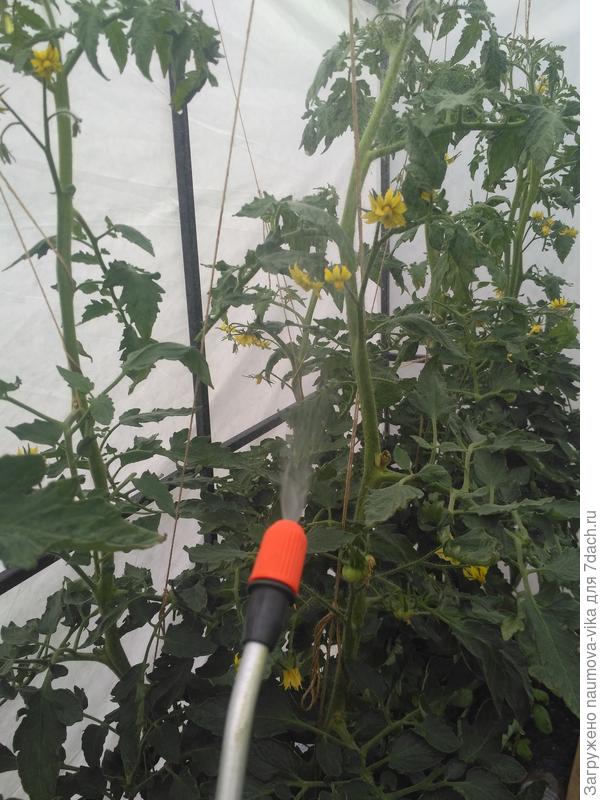 Обработала томаты