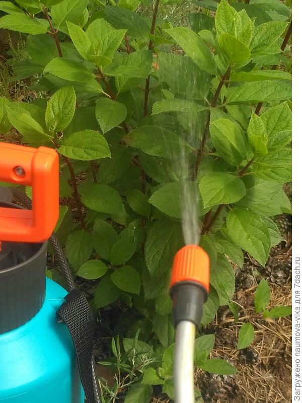 Опрыскиваем